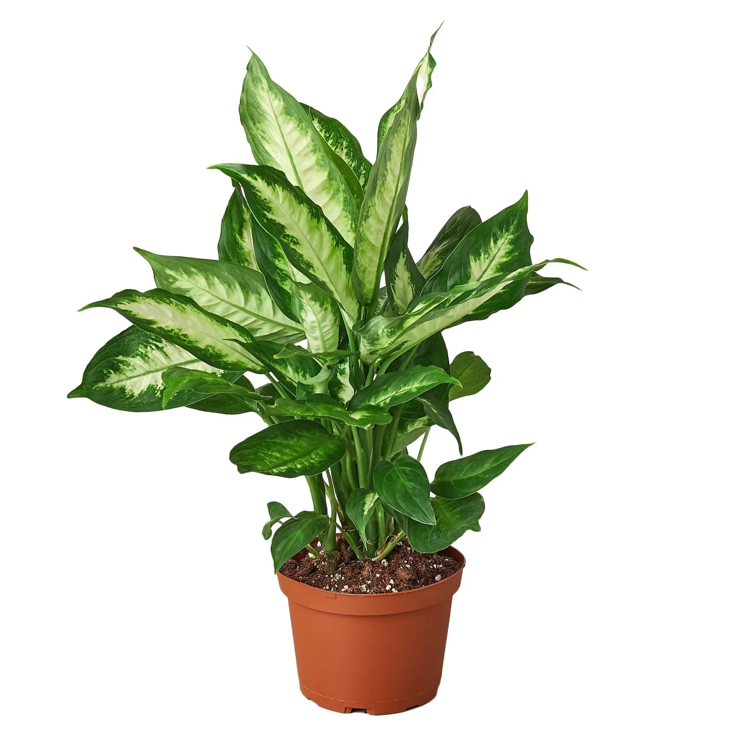 Dieffenbachia Camille