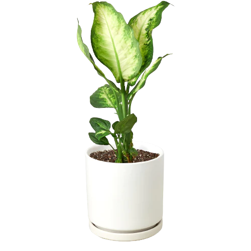 Dieffenbachia Camille