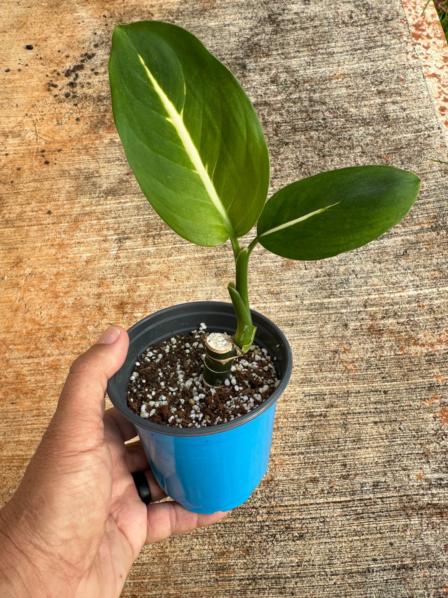 Dieffenbachia Green Magic