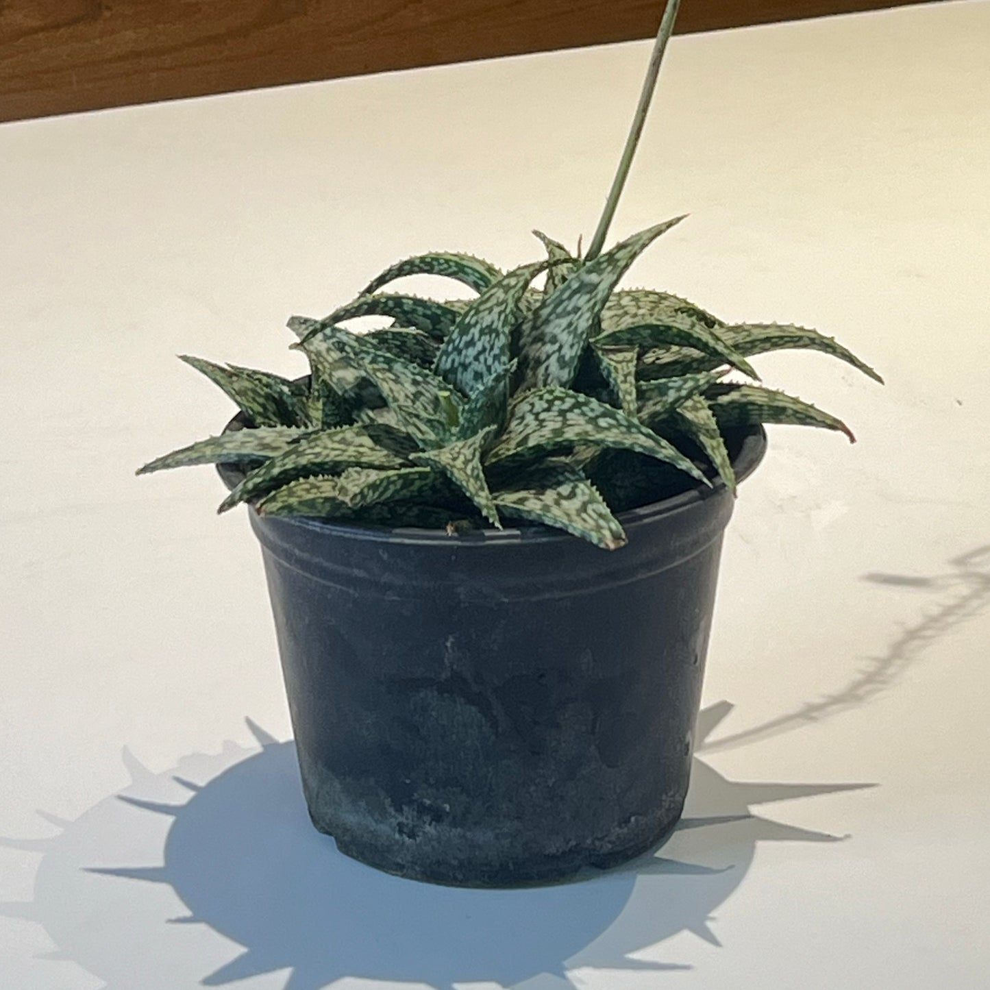 Aloe White Fox Hybrid