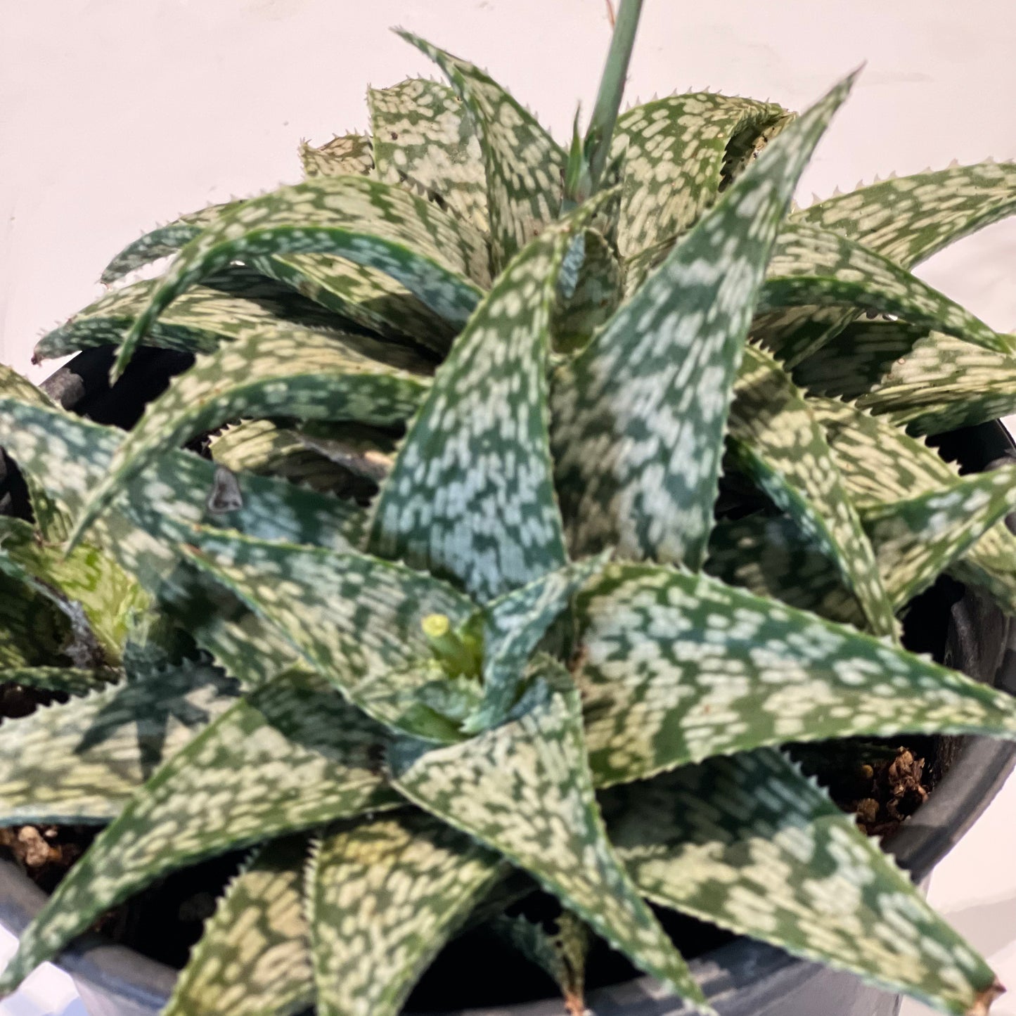 Aloe White Fox Hybrid