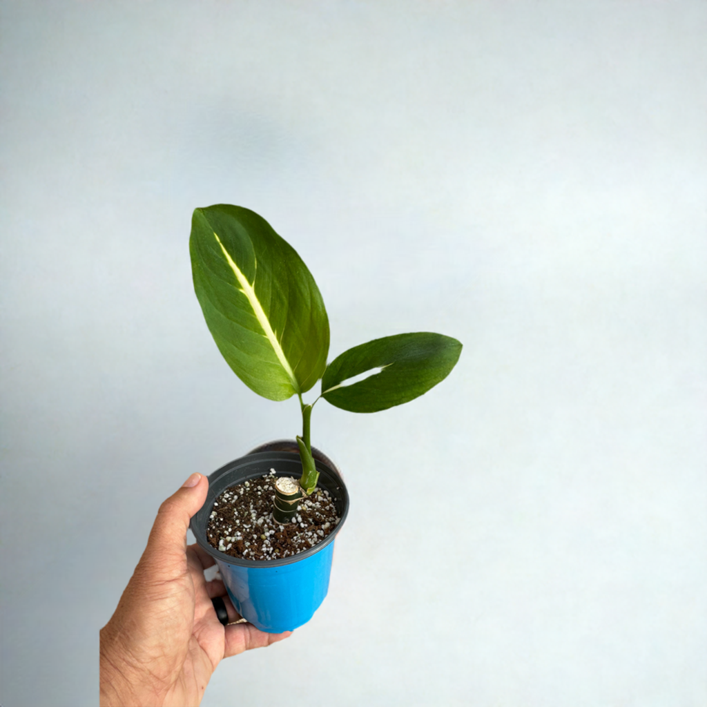 Dieffenbachia Green Magic